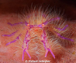 Pink squat lobster, tucked into a crevice on the outside ... by Michael Gallagher 